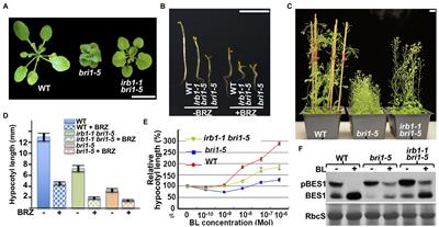 A Predominant Role of AtEDEM1 in Catalyzing a Rate-Limiting Demannosylation Step of an Arabidopsis Endoplasmic Reticulum-Associated Degradation Process